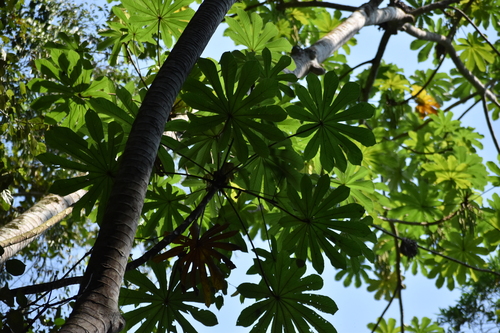 Cecropia obtusifolia - Fruit