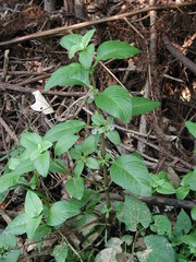 Limnophila rugosa