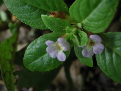 Limnophila rugosa