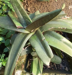 Gasteria croucheri