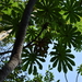 Cecropia obtusifolia - Photo (c) Alberto Lozano,  זכויות יוצרים חלקיות (CC BY-NC), הועלה על ידי Alberto Lozano