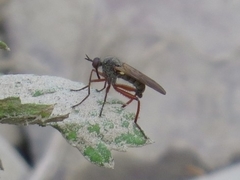 Empis spectabilis