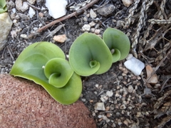 Holothrix schlechteriana