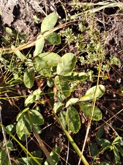 Sphenostylis angustifolia