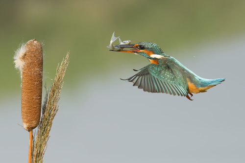 Common Kingfisher