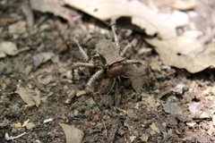 Cosmoderus
