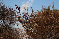 Acacia mellifera subsp. detinens image