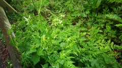 Anthriscus sylvestris