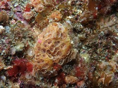 Hemimycale columella