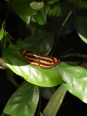 Lasippa heliodore dorelia