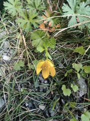 Ranunculus japonicus