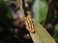 Lasippa heliodore dorelia