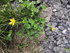 Ranunculus japonicus