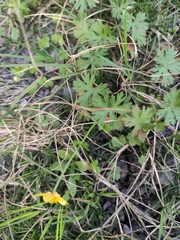 Ranunculus japonicus