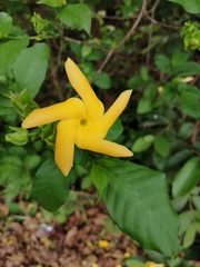 Rauvolfioideae