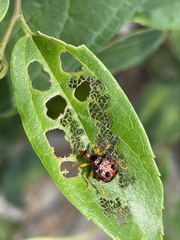 Agomadaranus pardaloides