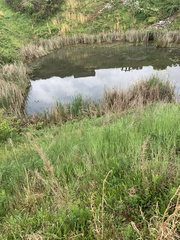 Trachemys scripta troostii