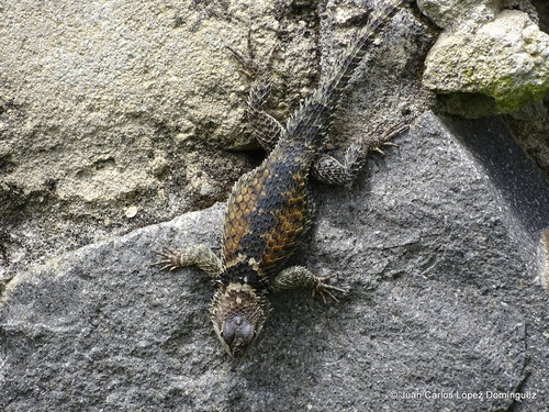 Central Cleft Lizard