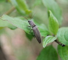 Agriotes pilosellus