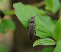Agriotes pilosellus