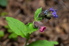 Pulmonaria obscura