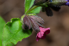 Pulmonaria obscura