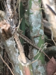 Anolis sericeus