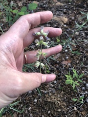 Pediomelum digitatum