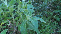 Helichrysum foetidum