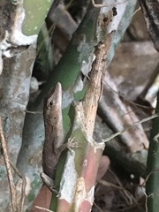 Anolis sericeus
