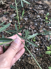 Pediomelum digitatum