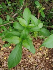 Rauvolfioideae