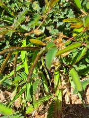 Mimosa candollei