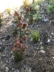Staberoha vaginata