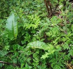 Rumex obtusifolius