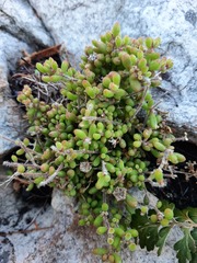Drosanthemum stokoei
