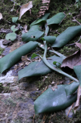 Rhaphidophora hongkongensis