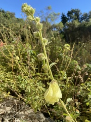 Hibiscus diversifolius diversifolius