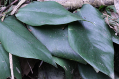 Rhaphidophora hongkongensis