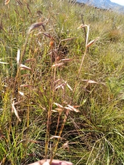 Monocymbium ceresiiforme