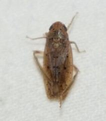 Ponana