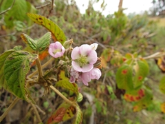 Rubus floribundus
