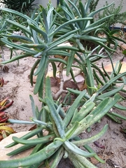 Cotyledon orbiculata dactylopsis