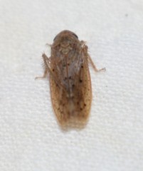 Ponana