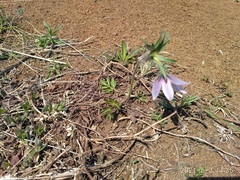 Pulsatilla dahurica