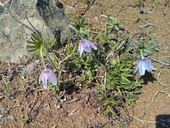 Pulsatilla dahurica