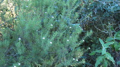 Coleonema pulchellum