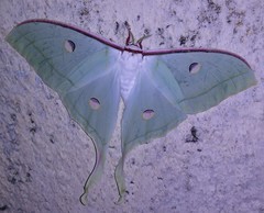 Actias selene