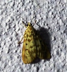 Sommeria marchalii