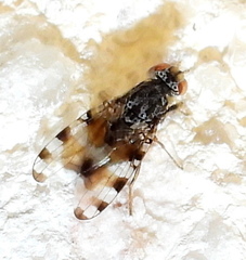 Pseudotephritis vau